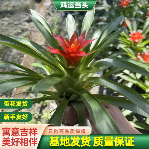 鸿运当头盆栽小红星喜庆花卉