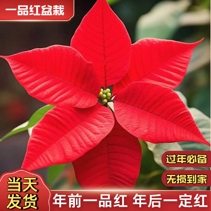 【精品一品红】年宵花24小时发货
