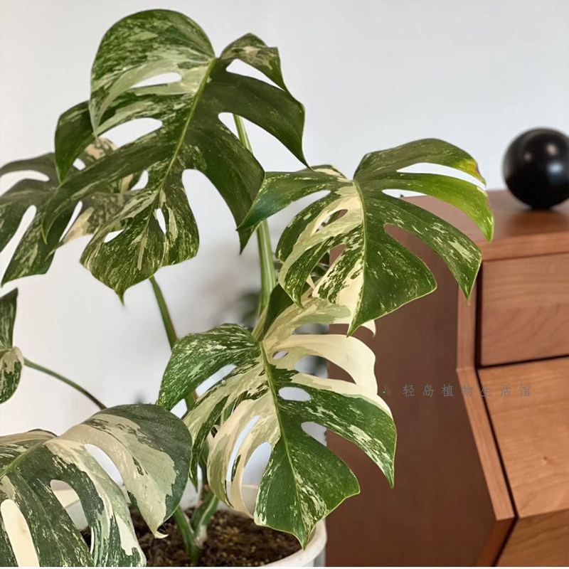 洒金龟背竹白锦龟背竹锦化植物室内盆栽绿植客厅北欧热植网红好养