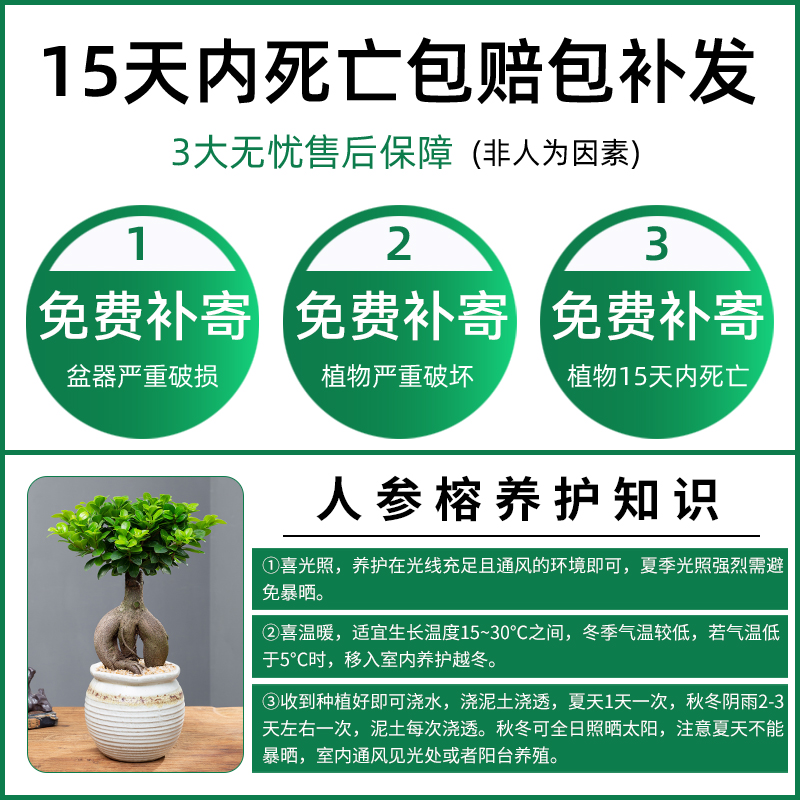 榕树盆景室内阳台造型老桩摇钱树小叶人参榕盆栽净化空气好养绿植