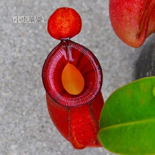 红宝石猪笼草招财进宝食虫植物盆栽血腥玛丽室内驱蚊净化空气奇趣
