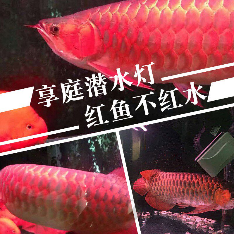 享庭 龙鱼专用灯鱼缸防水led三基色水族箱潜水照明灯节能增艳灯管