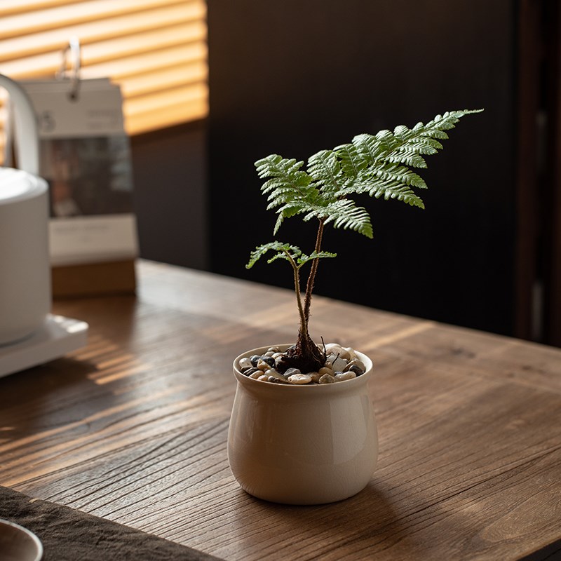 静艺花舍 红灵蕨盆栽室内桌面客厅茶几禅意花卉植物蕨类绿植易养