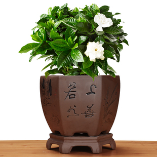 紫砂兰花专用盆六方大号陶瓷家用阳台室内带托盘君子兰盆高端花盆