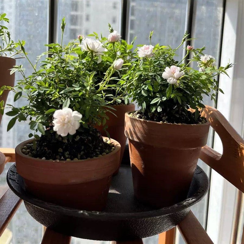 姬乙女月季迷你小盆栽室内客厅茶桌面绿植超微型蔷薇玫瑰花卉盆景