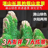 假山草籽上吸水石珍珠草盆景花草造景微景观室内四季 常青绿植种子