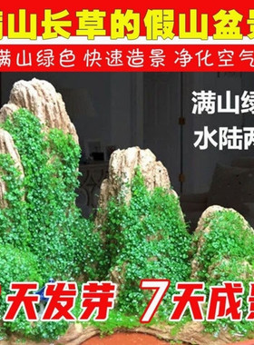 假山草籽上吸水石珍珠草盆景花草造景微景观室内四季常青绿植种子