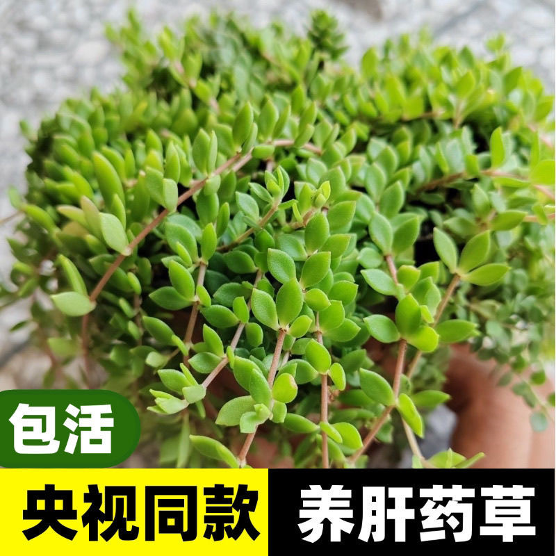 正宗养肝护肝食用垂盆草盆栽降糖多肉植物