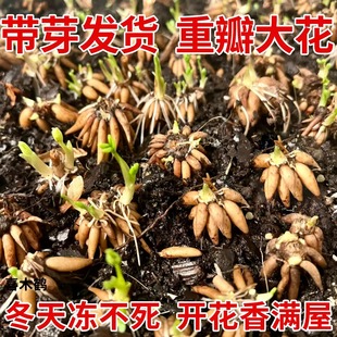 【带芽发货】进口重瓣花毛茛种球洋牡丹芹叶牡丹耐寒浓香花卉绿植