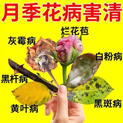 月季花病虫害常用药专治枯枝黄叶白粉病害营养液玫瑰黑斑病专用药