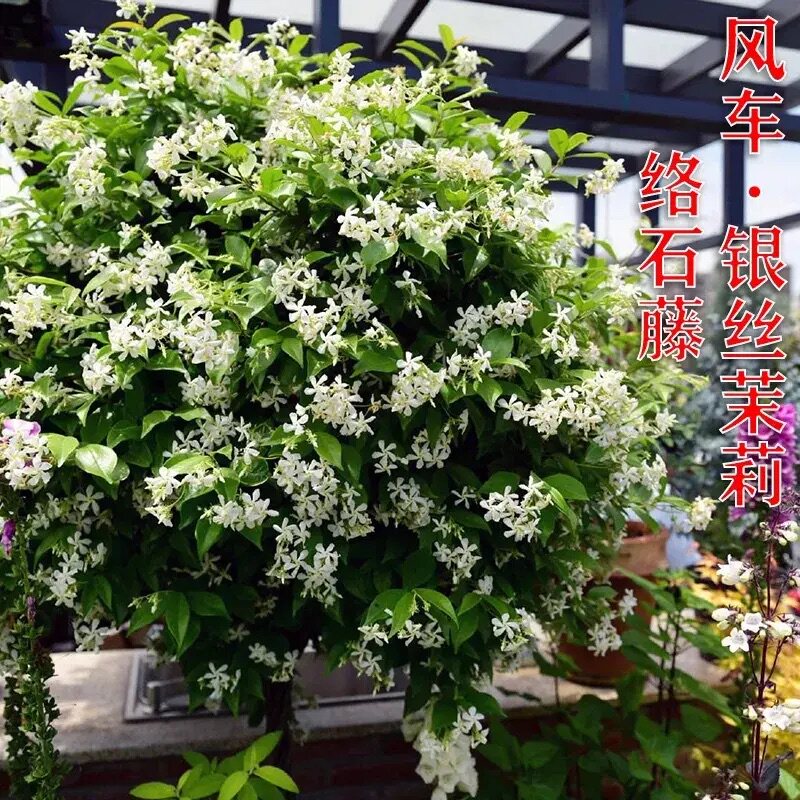 风车茉莉 络石藤 耐阴耐寒清香阳台庭院爬藤植物四季常绿盆栽花卉