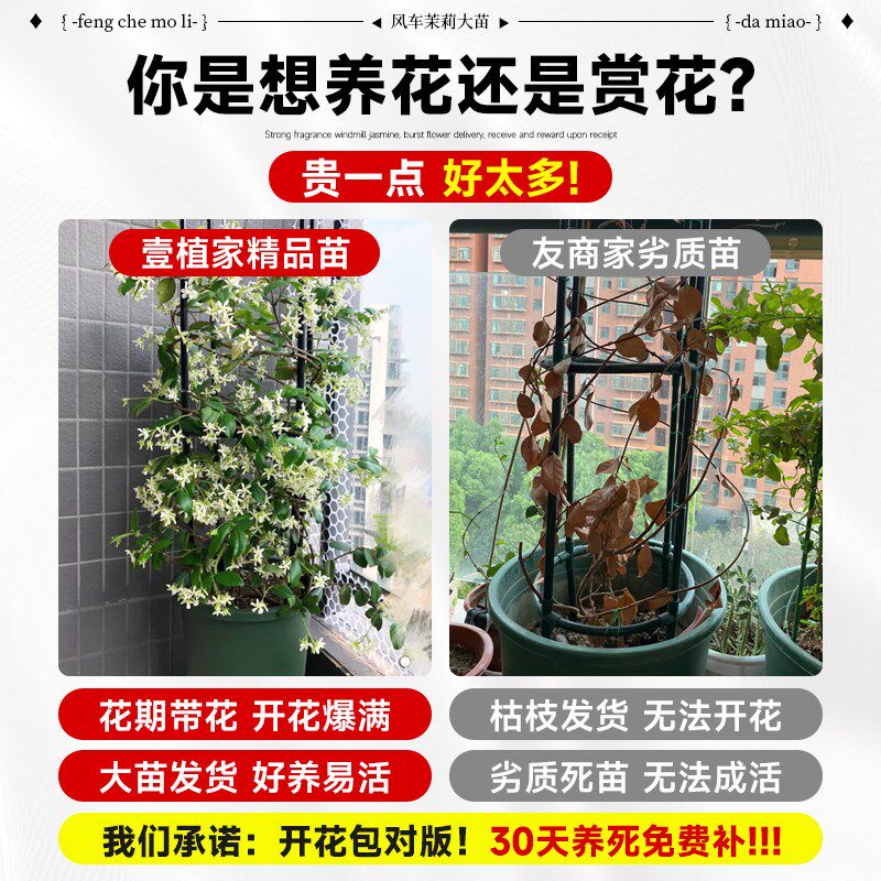 风车茉莉爬藤植物盆栽大苗垂丝四季开花室内阳台耐寒好养植物花卉