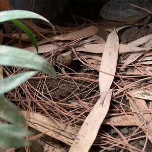 黄缘龟专用土 安缘台缘半水龟养殖土 黄缘闭壳龟生态环境造景垫材