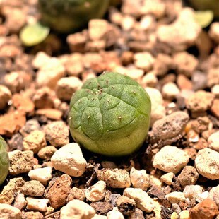 籽播实生布纹球大戟科多肉植物花卉绿植室内盆栽阳台桌面四季好养