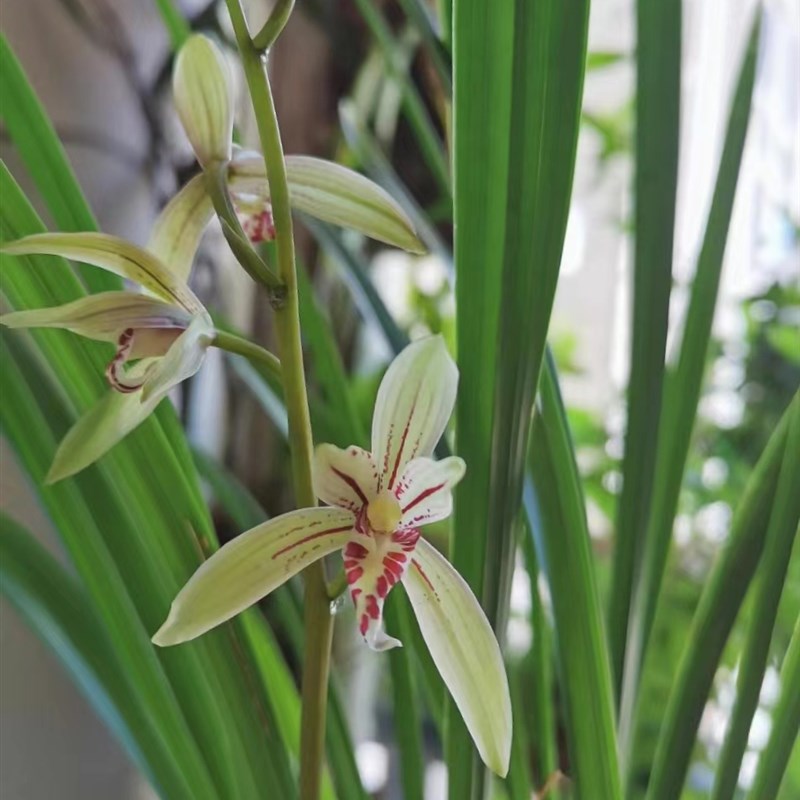 建兰小桃红夏天开花夏季带花苞出售裸根发货老爸的花圃值得信赖