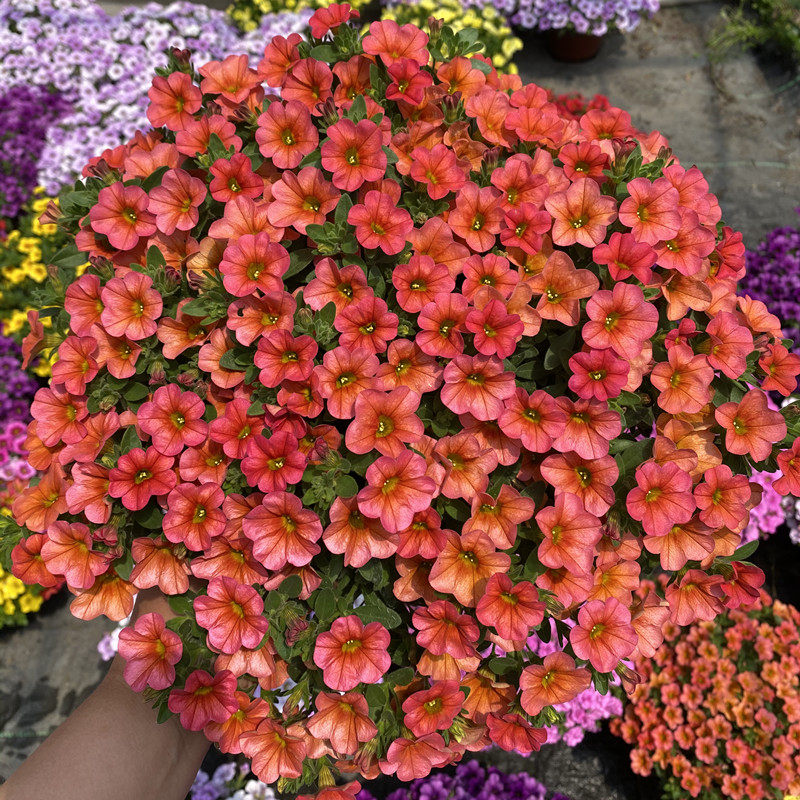 矮牵牛盆栽带花百万小玲花苗垂吊舞春花阳台花卉四季开花室外植物