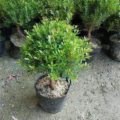 小叶赤楠盆景红杨黄杨金丝楠木微型盆栽办公室香木盆景花卉绿植