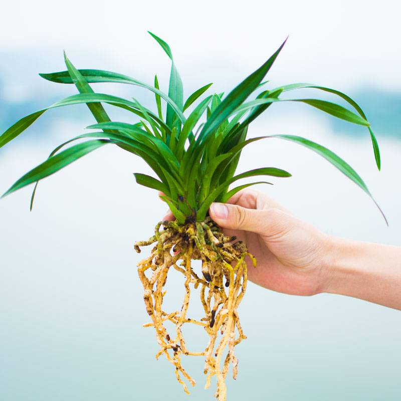 兰花盆栽宽叶矮种兰草花四季大众国兰花蝴蝶兰花苗带花苞兰花奇花