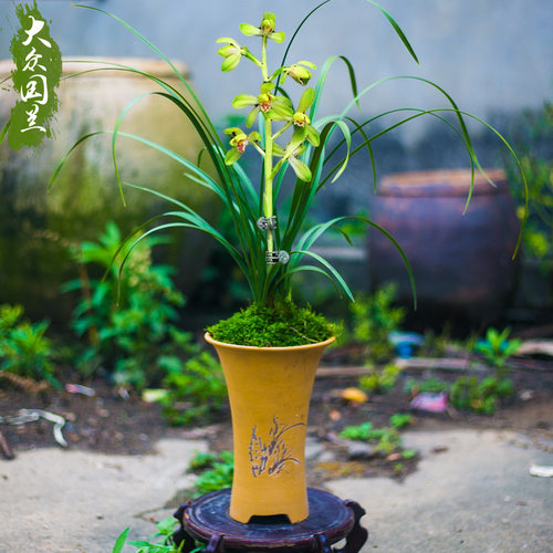 大一品兰花盆栽植物名贵国兰蕙兰程梅兰草带花苞绿植大众国兰场