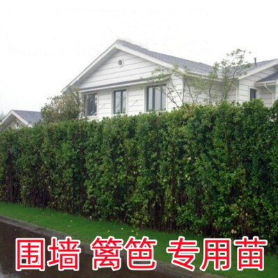 围墙篱笆植物北海道黄杨树苗绿篱围栏栅栏庭院花园四季常青冬青苗