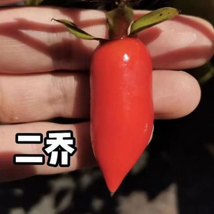 精品老鸦柿梦之雫盆景栽挂带果嫁接枝条老桩原生扦插母桩小树苗熟