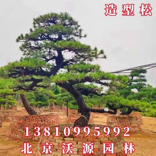 厂促造黑松针油松盆景无造松形树庭院绿化施工景观树苗园林型工程