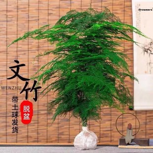 文竹盆栽植物办公室内绿植花卉客厅特大棵文竹苗矮生高端云竹厂家