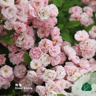 正版群舞蔷薇多年l生攀爬藤本月季无刺多花苗阳台别墅花园庭院植