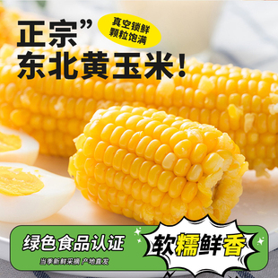 东北黄糯玉米甜糯玉米棒新鲜香甜玉米