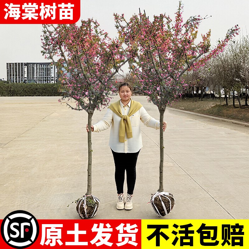 海棠花树苗高杆西府海棠垂丝盆栽庭院地栽大树四季开花卉海棠树苗
