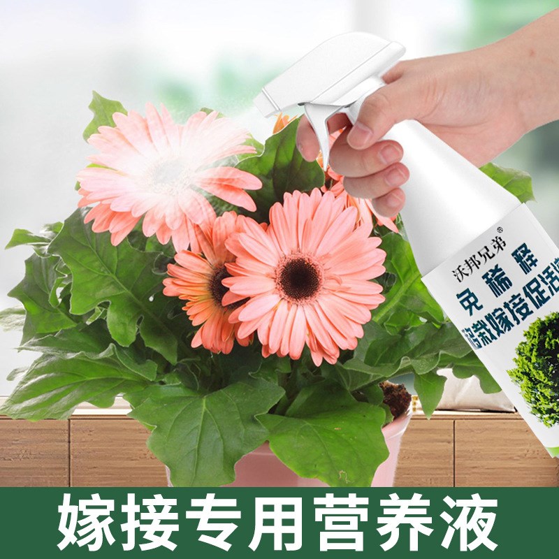 免稀释嫁接愈合剂树木月季果树植物花卉修剪伤口喷洒愈伤膏营养液