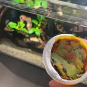 营养增艳薄片 孔雀热带鱼食红绿灯片状饲料高蛋白 小型鱼配合鱼粮