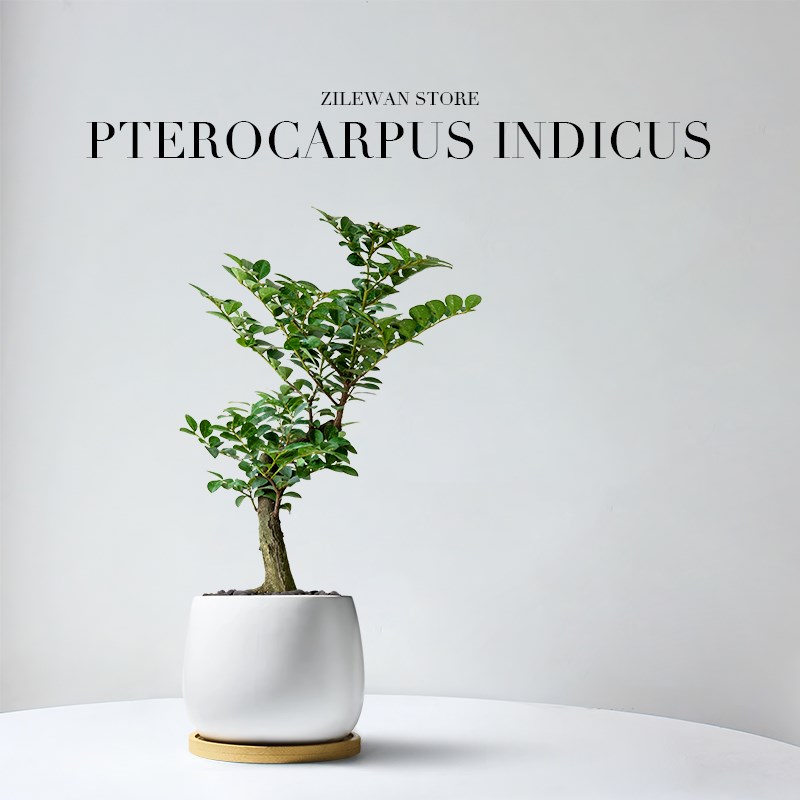 小叶紫檀盆栽中式禅意室内桌面绿植黑骨茶好养办公室植物盆景摆件