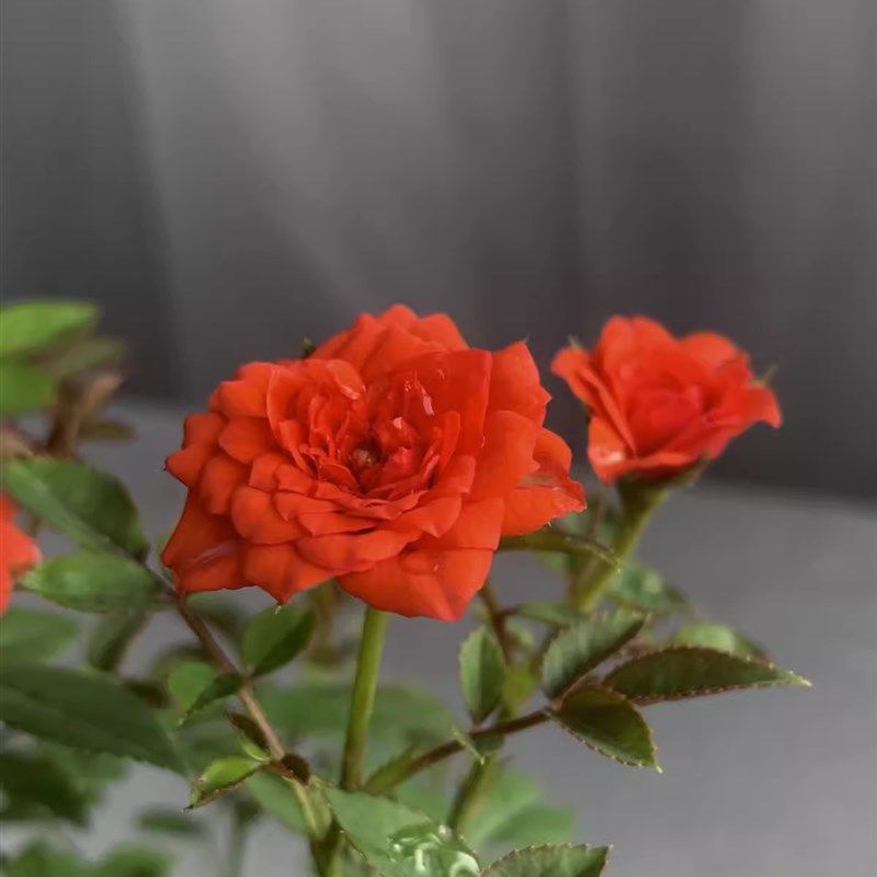 朱红姬月季 胭脂红微型月季盆栽阳台庭院好养 红色重瓣月季,鲜花速递/花卉仿真/绿植园艺,月季/蔷薇/玫瑰,淘宝优惠券,粉丝福利购,淘宝优惠卷