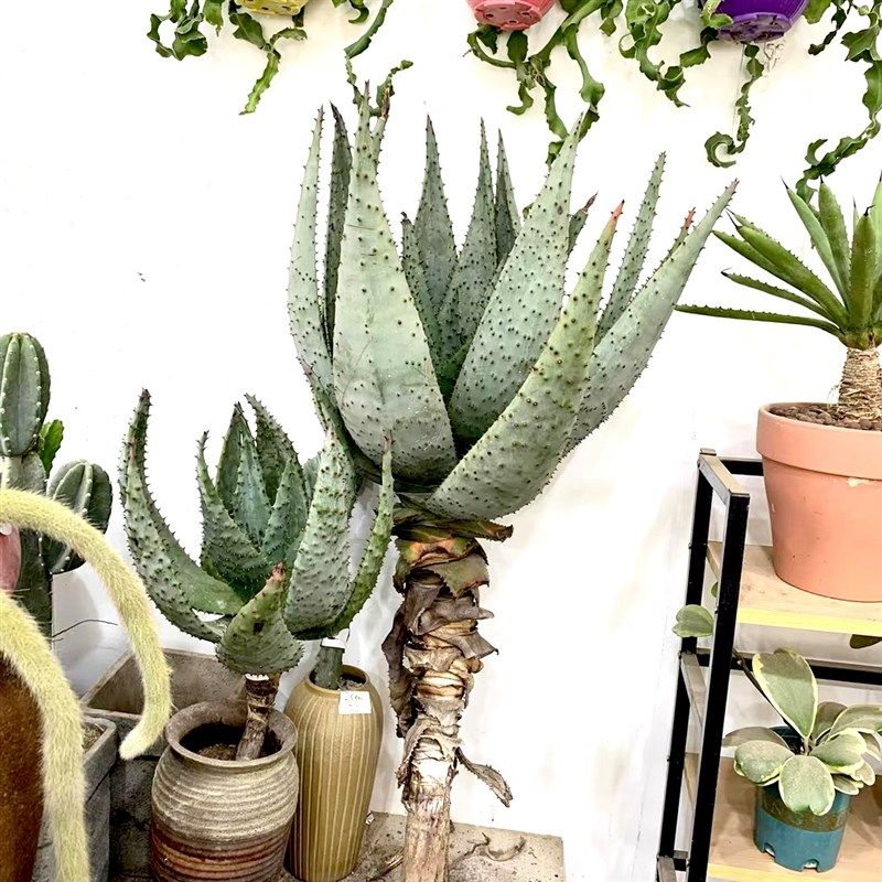 元宝芦荟非洲鬼切芦荟盆栽室内阳台植物庭院景观栽培简单净化空气,鲜花速递/花卉仿真/绿植园艺,绿植,淘宝优惠券,粉丝福利购,淘宝优惠卷