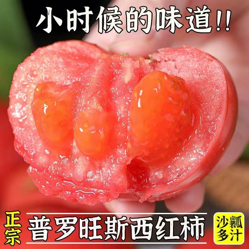 正宗普罗旺斯西红柿5斤当季沙瓤