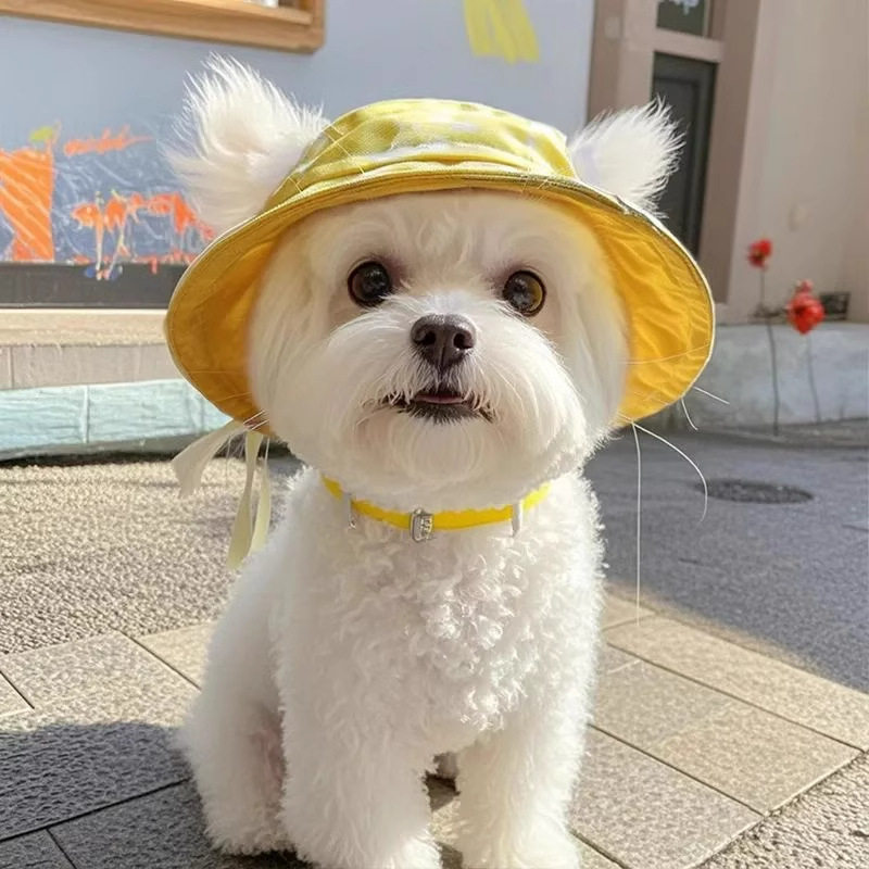 可爱露耳朵宠物猫咪狗狗帽子夏季