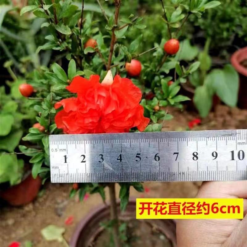 大花重瓣牡丹花石榴观花室内室外阳台庭院特色花卉原土原盆发货