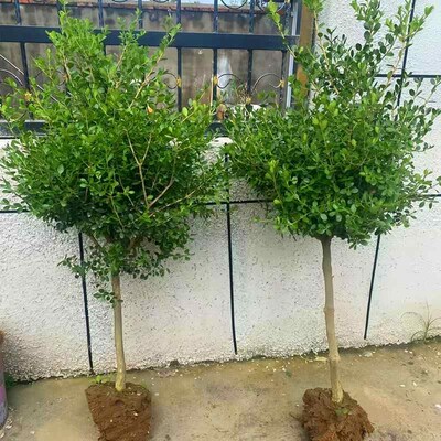 黄杨树苗独杆小叶瓜子黄杨苗盆栽庭院地栽造型盆景树桩素材绿化苗