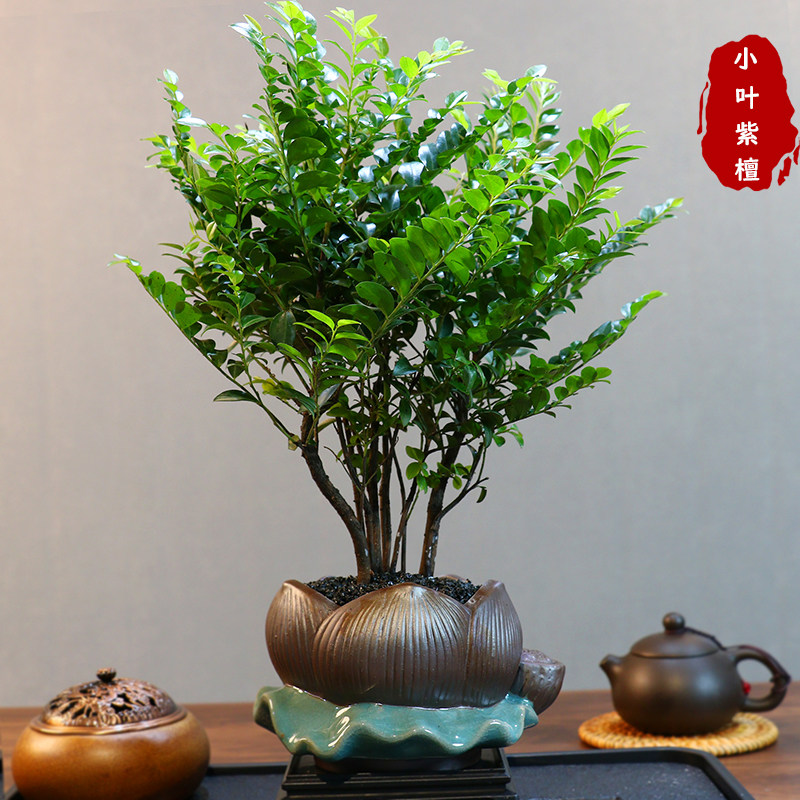 丛林小叶紫檀黑骨茶绿植盆栽客厅四季室内种植桌面盆景植物苗摆件,鲜花速递/花卉仿真/绿植园艺,绿植,淘宝优惠券,粉丝福利购,淘宝优惠卷