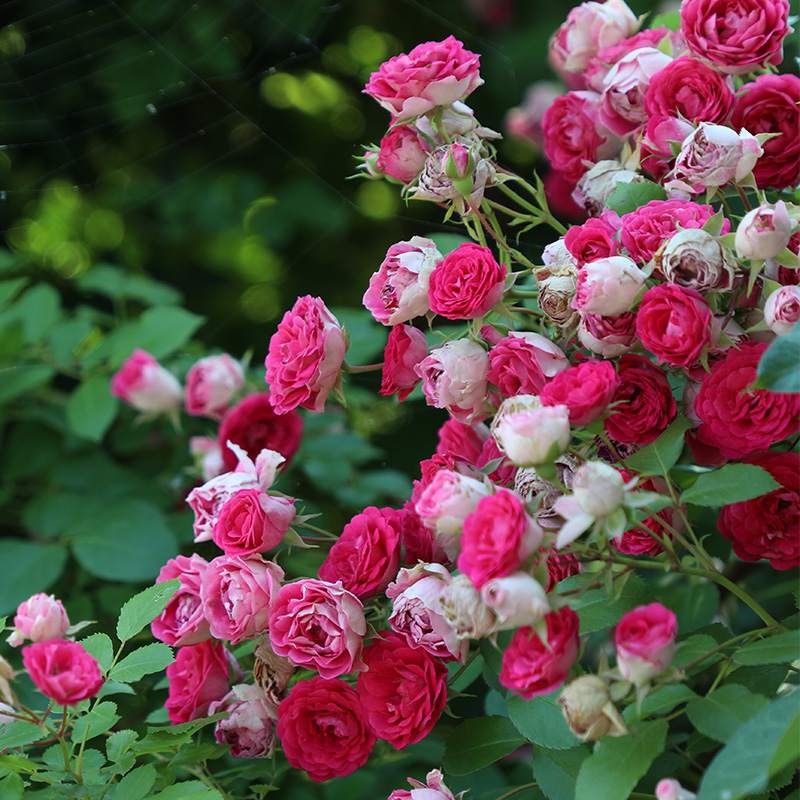 蔷薇花苗胭脂扣月季阳台庭院爬墙多头群开花盆栽玫瑰花卉爬藤植物