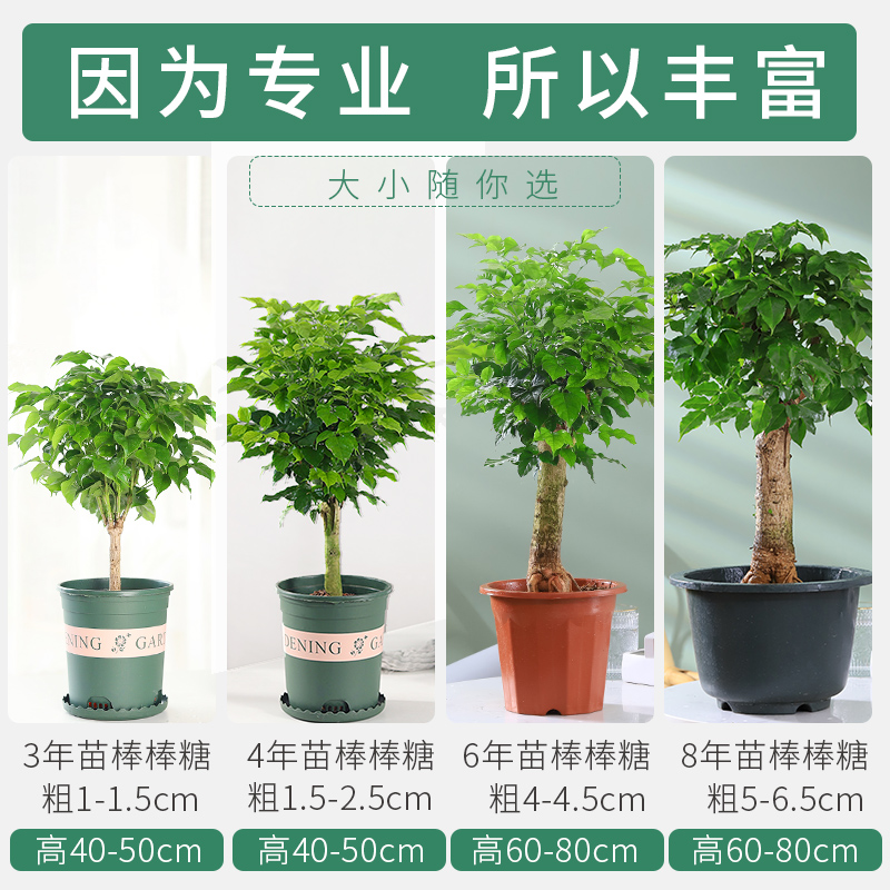 正宗独杆幸福树盆栽平安树植物新家室内客厅办公室绿植好养活四季