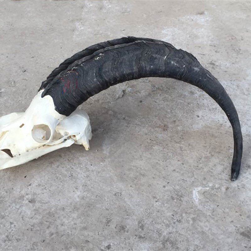 真山羊头 藏区真羊头骨 牦牛头骨工艺品 羊头装饰品 西藏羊头牛头