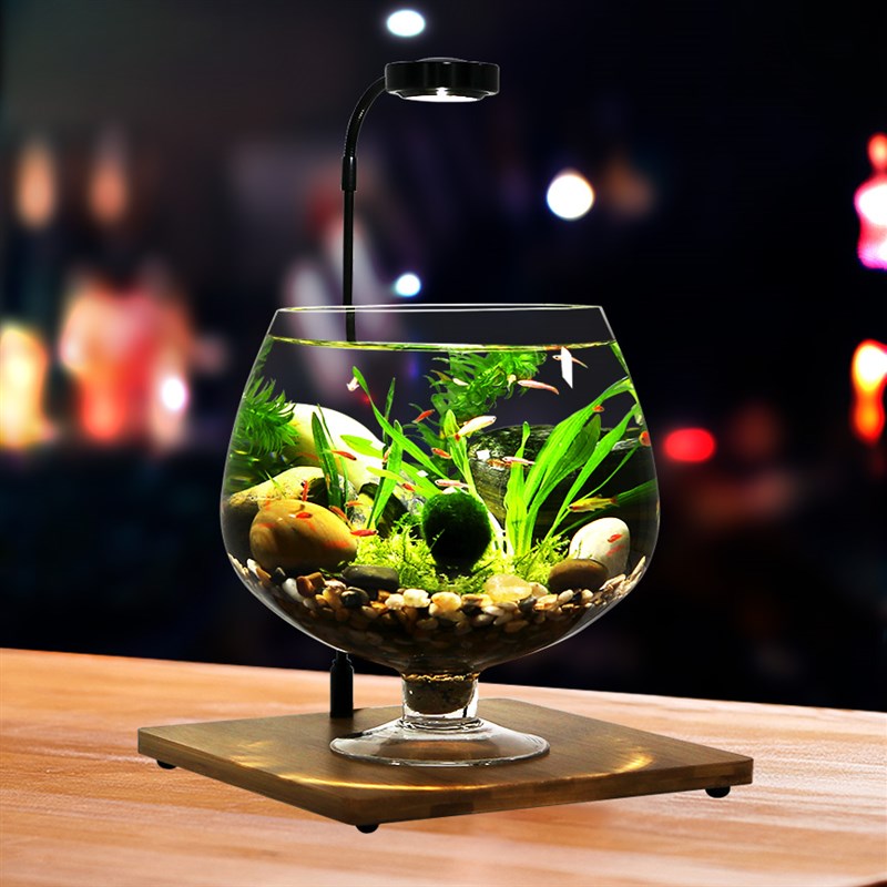 高脚杯生态瓶鱼免换水打理微景观科学用diy作业办公桌面造景鱼缸