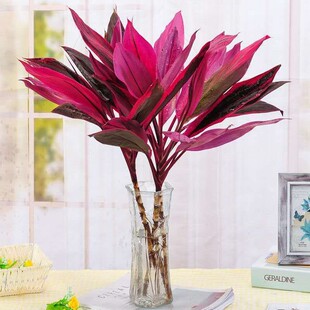 金边富贵竹水培植物盆栽绿植花卉室内花客厅水养大叶转运竹节节高