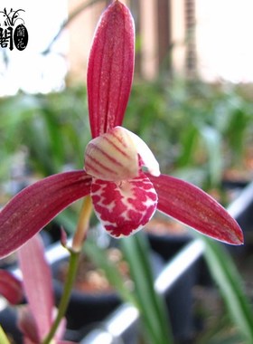 刘阁兰花苗 建兰高档紫色花暮山紫 夏带花苞出售室内花卉绿植盆栽