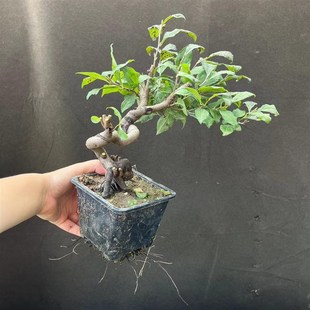 老鸦柿盆景 易挂果实生母桩 金弹子盆景 童子功小老熟桩当年结果