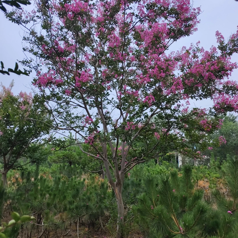 紫薇树苗老桩盆景造型大树庭院花卉植物别墅绿化盆栽四季开花绿植