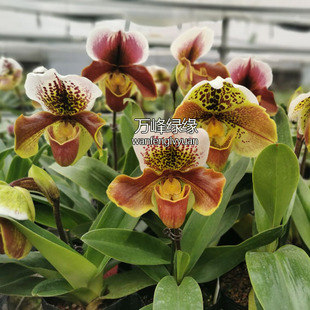 绿缘兰花带花苞 绿肉饼 红肉饼兜兰花期长大花兜兰室内桌面盆栽