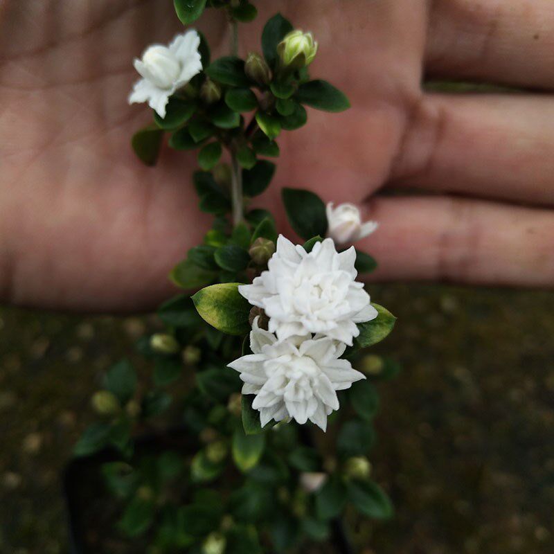 重瓣六月雪金边红花盆景办公室小绿植迷你悬崖凝水飘逸盆栽小叶